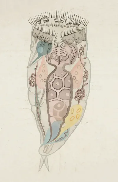 Anatomy Of A Rotifer