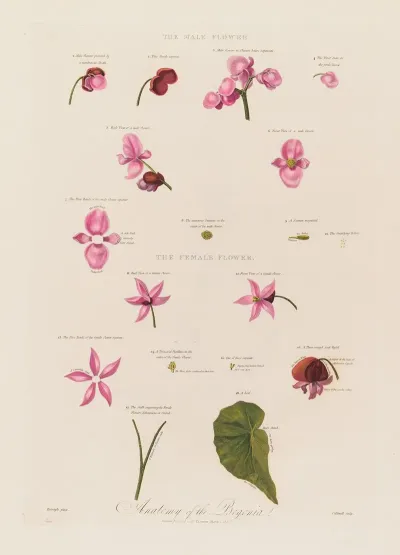 Anatomy Of The Begonia