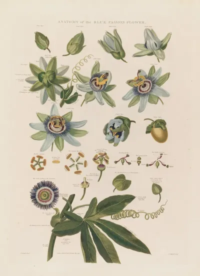 Anatomy Of The Blue Passion Flower