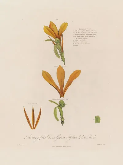 Anatomy Of The Canna Glauca Or Yellow Indian Reed