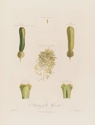 Anatomy Of The Hyacinth