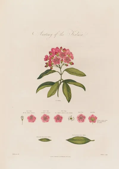 Anatomy Of The Kalmia