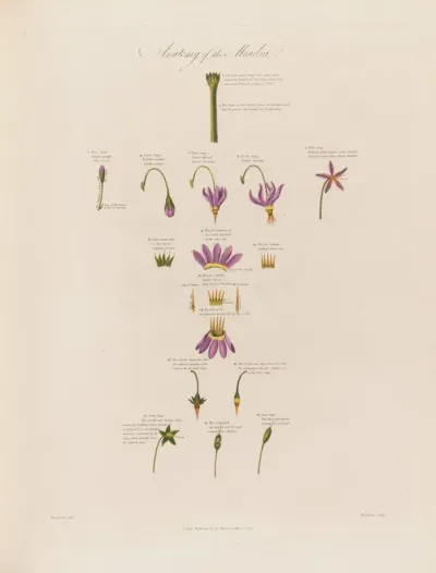 Anatomy Of The Meadia
