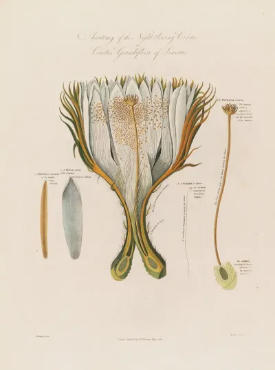 Anatomy Of The Night Blowing Cereus Or Cactus Grandiflora Of Linnaeus
