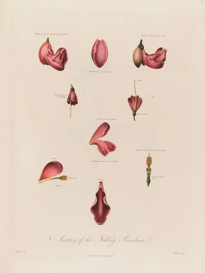 Anatomy Of The Nodding Renealmia