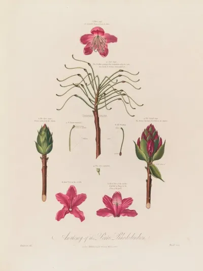 Anatomy Of The Pontic Rhododendron