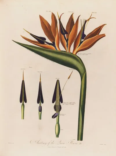 Anatomy Of The Queen Flower