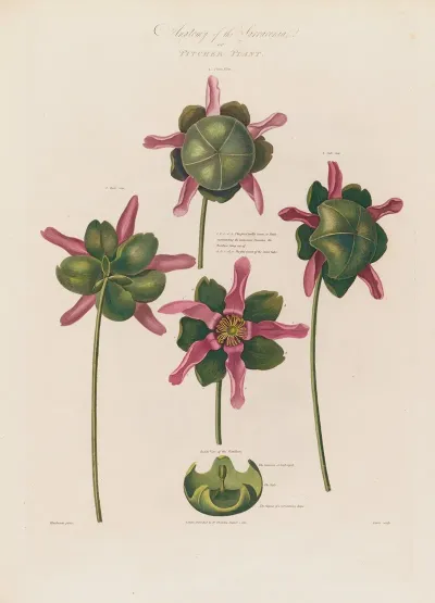 Anatomy Of The Sarracenia Or Pitcher Plant