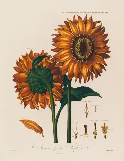 Anatomy Of The Sunflower