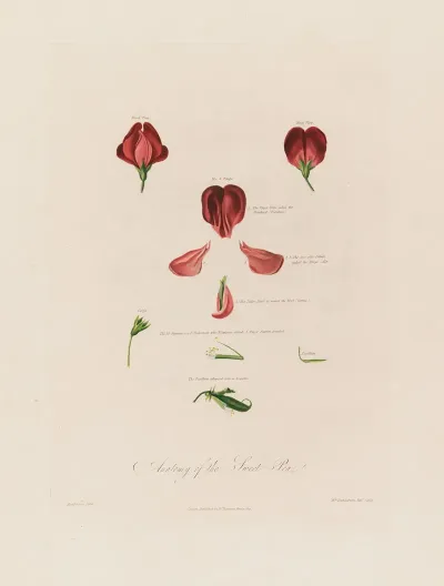 Anatomy Of The Sweet Pea