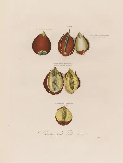 Anatomy Of The Tulip Root