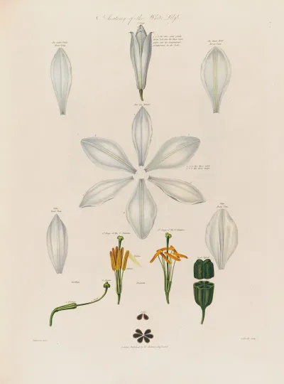 Anatomy Of The White Lily