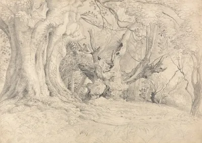 Ancient Trees Lullingstone Park