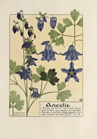 Ancolie 4