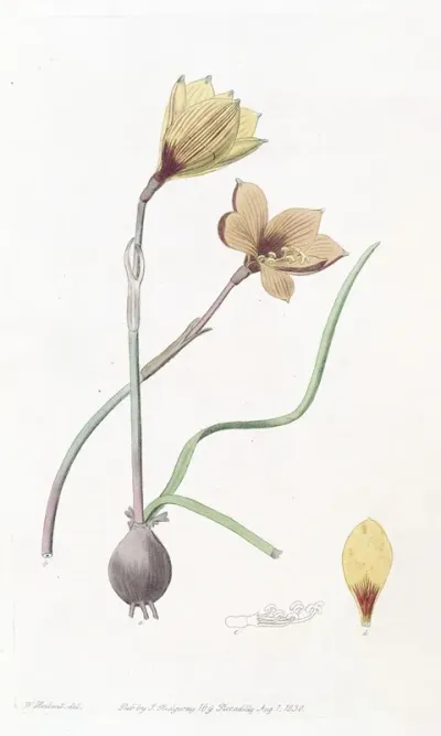 Andersons Habranthus