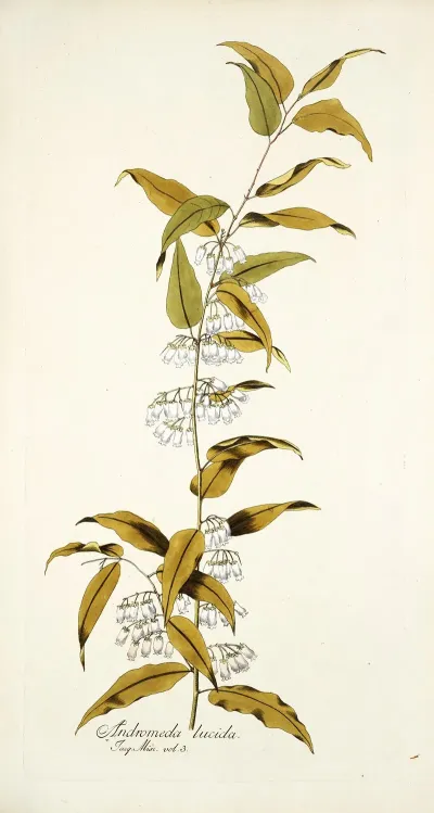 Andromeda Lucida
