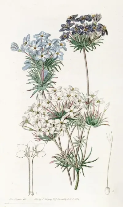 Androsace Like Leptosiphon