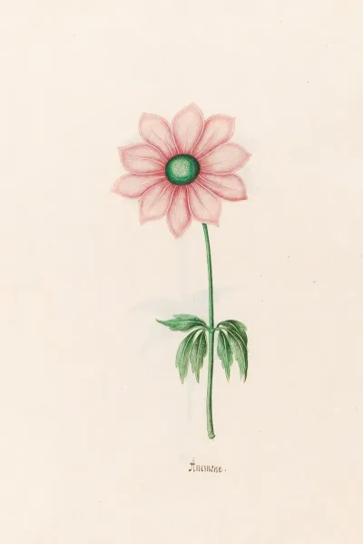 Anemone 10
