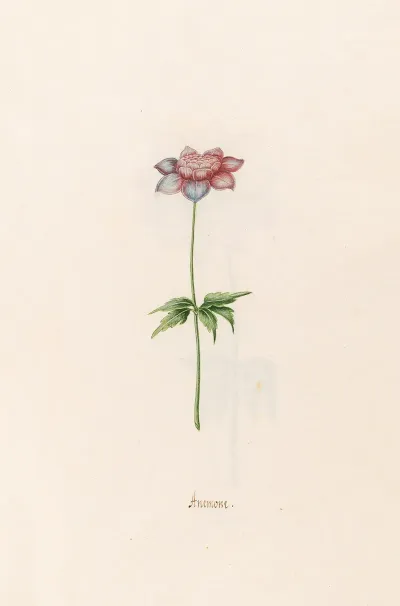 Anemone 11