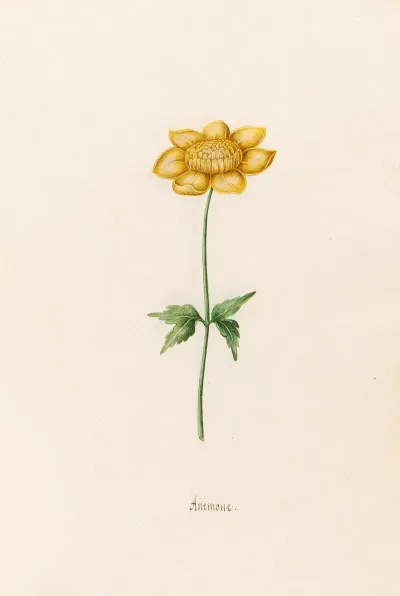 Anemone 12