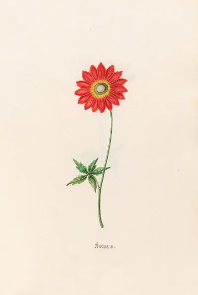 Anemone 13