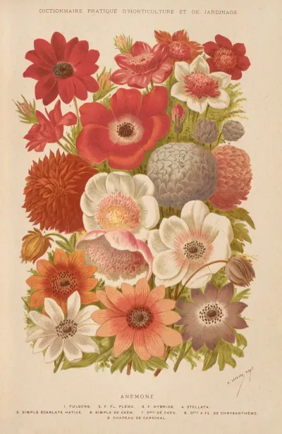 Anemone 14