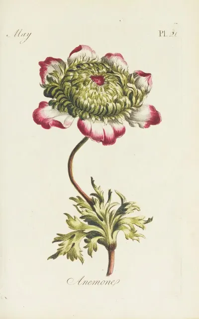 Anemone 3