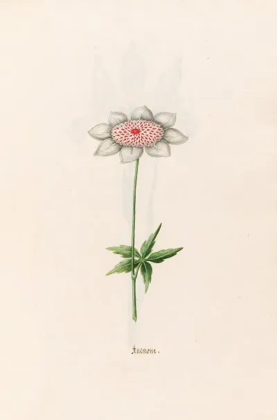 Anemone 4