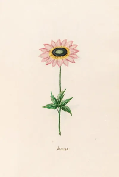 Anemone 5