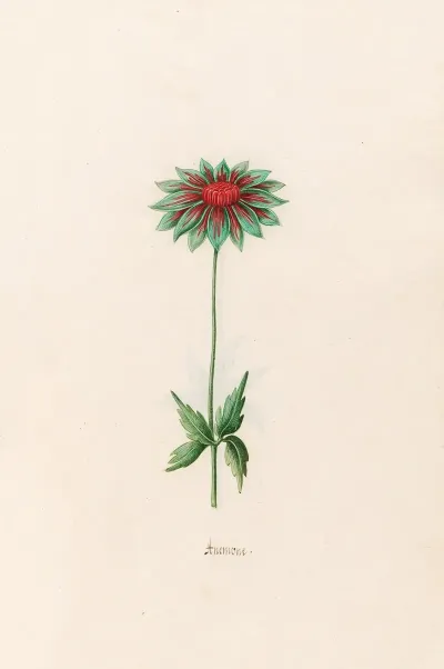 Anemone 6