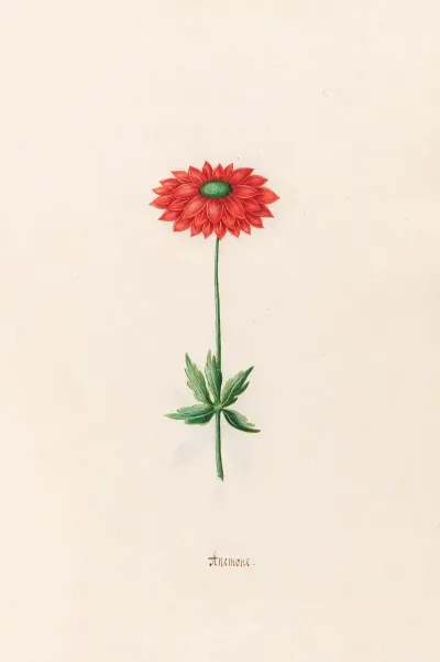 Anemone 7