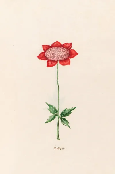 Anemone 8