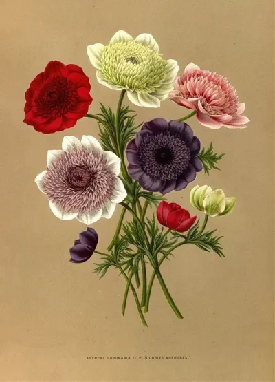 Anemone Coronaria Fl Pl Doubles Anemones