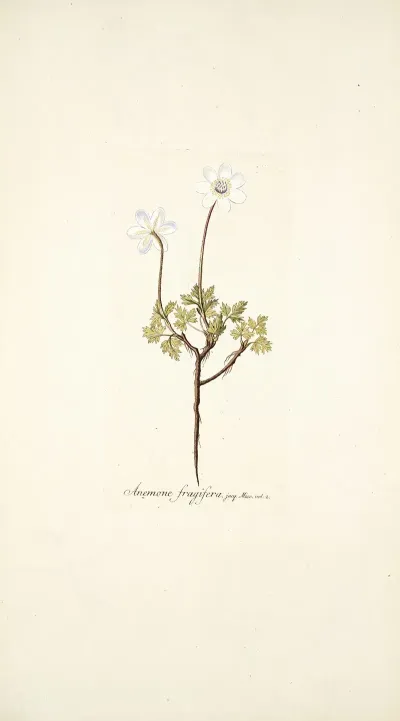 Anemone Fragifera