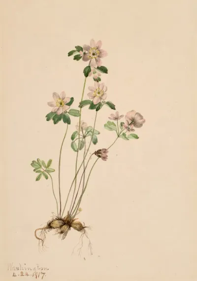 Anemonella Syndesmon Thalictroides 2