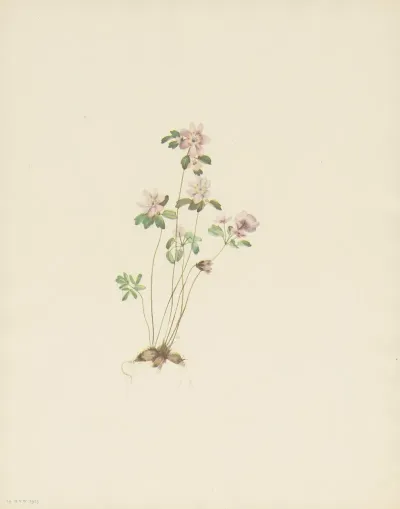 Anemonella Syndesmon Thalictroides 3