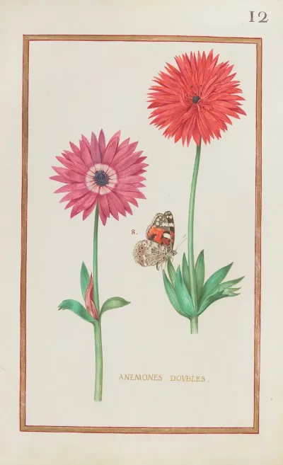 Anemones Doubles