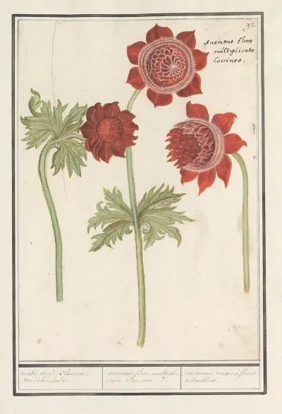Anemoon Anemone Roode Wind Bloemen Verdobbelende Anemone Flore Multiplicato Coccineo Anemones Rouges A Fleurs Redoublees