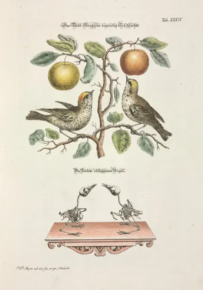 Angenehmer Und Nutzlicher Zeit Vertreib Pl 034