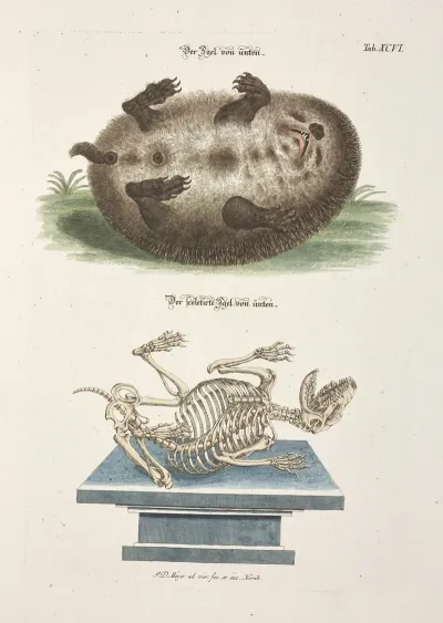 Angenehmer Und Nutzlicher Zeit Vertreib Pl 096