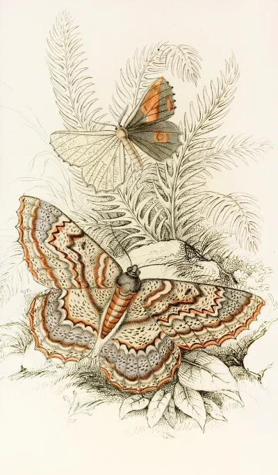 Angerona Prunaria Alcis Scolopacea