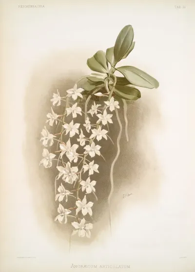 Angraecum Articulatum