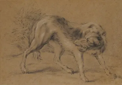 Angry Dog
