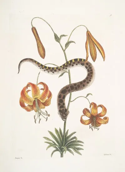 Anguis Capite Viperino The Hog Nose Snake Lilium C