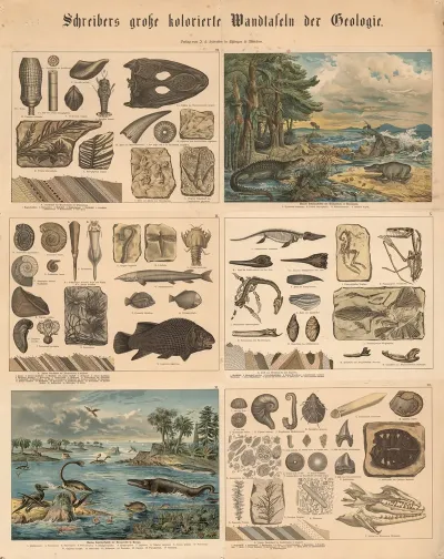 Animal And Plant Life 2