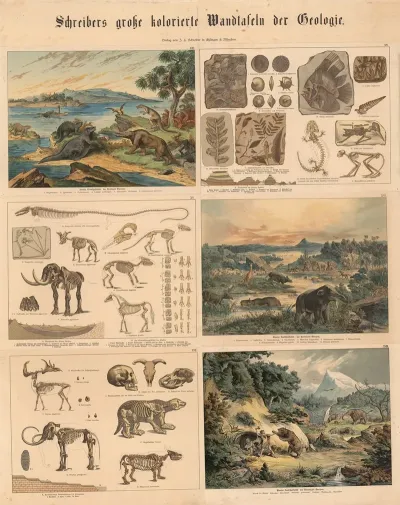 Animal And Plant Life