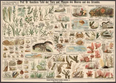 Animals And Plants Of The Sea And The Beach