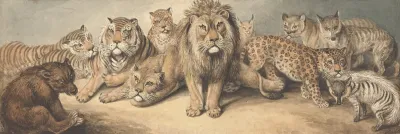 Animals Of The Cat Family With A Bear And Foxes