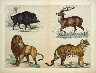 Animals