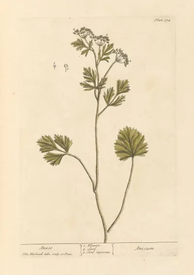 Anise
